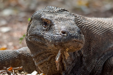 Naklejka na meble Komodo Dragon portrait. Komodo island. Indonesia