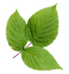 Wall Mural - green raspberry leaf isolated on white background.