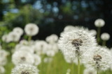 Fototapeta Dmuchawce - Dandelion on background of green grass
