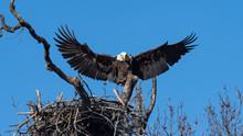 An American Bald Eagle Landing In Its Nest.