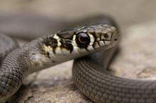 Gartner Snake Macrophotography Zoom Outdoor Orange Eyes