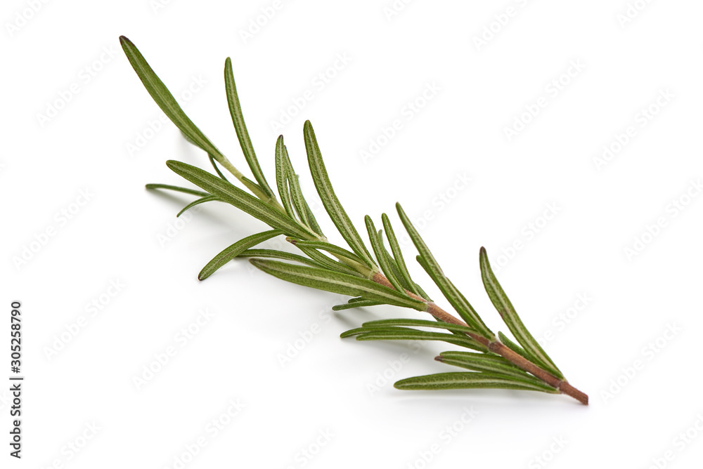 Fresh branch of rosemary herb, isolated on white background - obrazy, fototapety, plakaty 