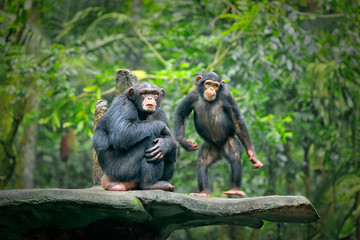 Wall Mural - Chimpanzee consists of two extant species: common chimpanzee and bonobo. Bonobos and common chimpanzees are the only species of great apes that are currently restricted in their range to Africa