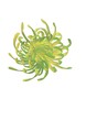 Hand draw and paint of yellow-green spider Chrysanthemum flower, isolate image.