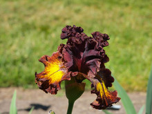 A Variety Of Red Iris Flowers