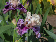 A Variety Of Red Iris Flowers