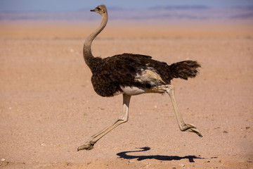 frightened thick ostrich running with high speed along the road in namibia desert
