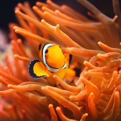 Wall Mural - Amphiprion ocellaris clownfish in the anemon. Natural marine enriromnent