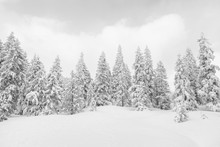Ice Cold High-key Winter Landscape With Fir Trees In The Foothills Of Switzerland