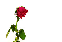 Wilted Little Dutch Rose Isolated On White Background