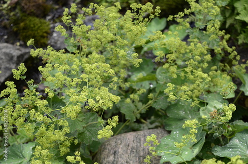 Cuadros en Lienzo Closeup Alchemilla mollis known as lady mantle with blurred background in summer
