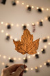 Autumn leaf on white background with lights and bokeh