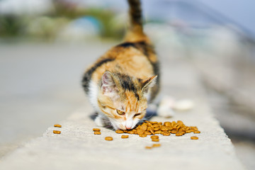 Female kitten eating cat food