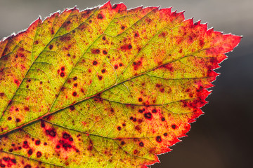 Close up of colorful autumnal leaf - selective focus, copy space