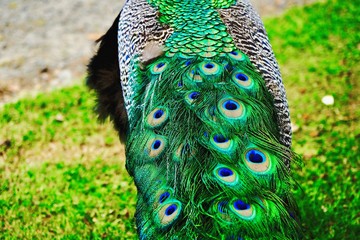 peacock feather on black background