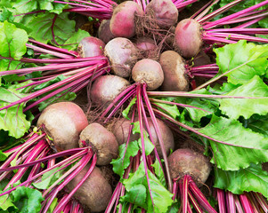 Wall Mural - Beet harvest  in field. Beetroots with leaf.