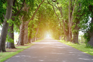 forest, nature, road, landscape, tree, travel, green, light, natural, wood, path, summer, grass, bac