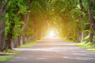 forest, nature, road, landscape, tree, travel, green, light, natural, wood, path, summer, grass, bac