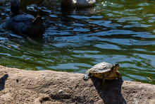 Turtles Sunbathing On Wood Next To A Green Dirty Leaf Filled Pond. Kiev Ukraine Zoo