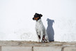 perro de raza bodeguero andaluz abandonado en la calle