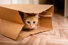 Cute Baby Kitten Sitting Inside Of Brown Paper Grocery Sack