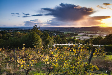 Wall Mural - Allassac (Corrèze, France) - Vignoble de la Chartroulle