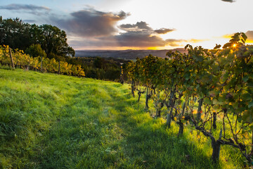 Wall Mural - Allassac (Corrèze, France) - Vignoble de la Chartroulle