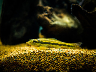 Poster - Chinese Algae Eater in fish tank (Gyrinocheilus aymonieri)