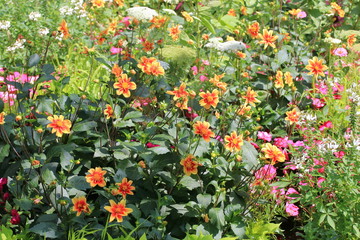 Sticker - orange flowers in the garden