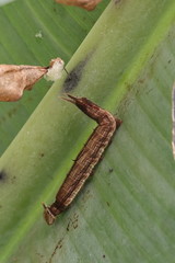 Wall Mural - caterpillar on leaf