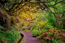 Laurel Forest On Madeira Island Is The Biggest On The World. It's A Fairytale Fantasy World In Portugal. It Is Nature Background.
