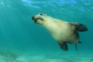 Wall Mural - Australian Sea Lion underwater 