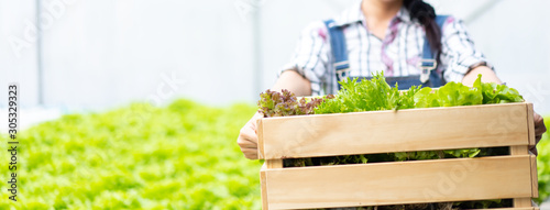 Fotografía Farmer in greenhouse hydroponic holding basket of vegetable She is harvesting vegetables green salad