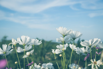 white cosmos flowers with blue sky vintage tone