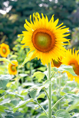 Canvas Print - Sunflower blooming