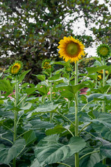 Canvas Print - Sunflower blooming