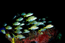 School Of Yellow Fish In Black Background