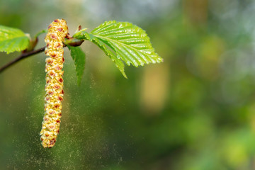 birch catkins in spring park close-up, allergies to pollen of spring flowering plants concept