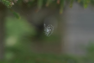 spider