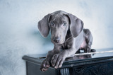 Fototapeta Zwierzęta - Very beautiful dog, blue Weimaraner breed, puppy on piano , luxury chic dog