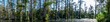 © Lost_in_the_Midwest - panoramic photo of bald cypress swamp