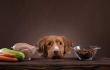 Natural Feeding For Dogs. Nova Scotia Duck Tolling Retrieverr Chooses A Meal. Raw Food And Dry Food