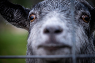 portrait of a goat