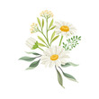 Bouquet of Daisy Flowers Vector Composition. Natural Floral Decoration