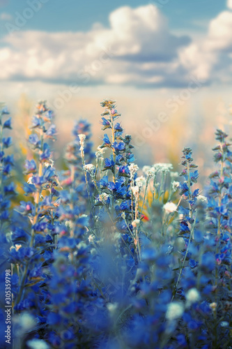 Beautiful wild flowers. Beautiful wild flowers growing together in a field