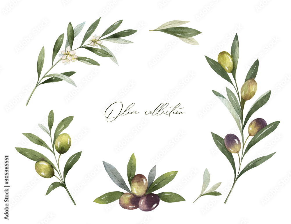 Watercolor vector frame of olive branches and leaves. Stock Vector ...
