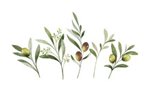 Watercolor Vector Bouquet Of Olive Branches And Flowers.