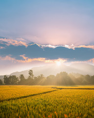 Beautiful morning fog in the rice field background.