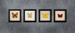 A collection of butterflies in frames under the glass on the gray wall