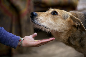 Children's hand holds out food to a stray dog in a shelter.